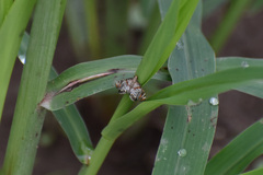 Petrophila jaliscalis