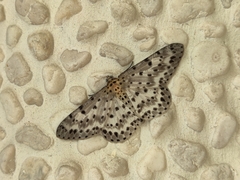 Percnia