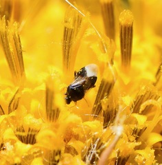 Anthocoridae
