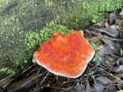 Laetiporus cincinnatus