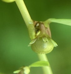 Phyllanthus caroliniensis