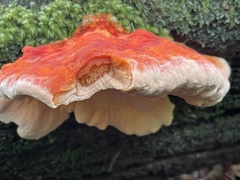 Laetiporus cincinnatus