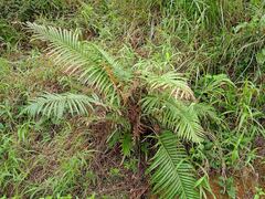 Blechnum orientale