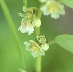Phyllanthus caroliniensis