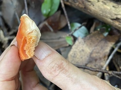Laetiporus cincinnatus