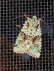 Lacinipolia implicata
