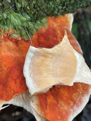 Laetiporus cincinnatus