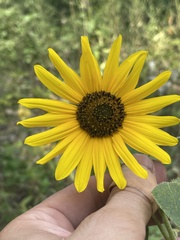 Helianthus petiolaris