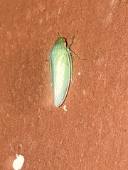 Gyponana
