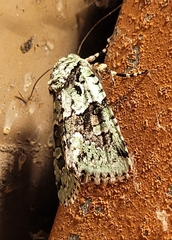 Lacinipolia implicata