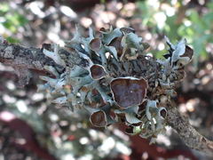 Hypogymnia imshaugii
