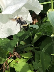 Bombus vosnesenskii