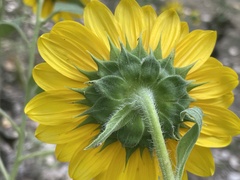 Helianthus petiolaris