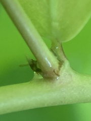 Phyllanthus caroliniensis