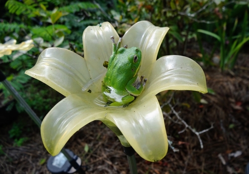 Barking Tree Frog photographed in Alabama
