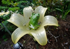 Hyla gratiosa