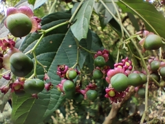 Clerodendrum cyrtophyllum