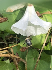 Bombus vosnesenskii