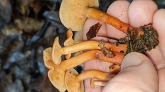 Desarmillaria tabescens