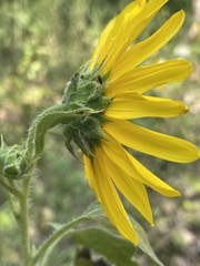 Helianthus petiolaris