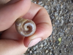 Planorbella trivolvis