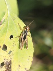 Melanoplini