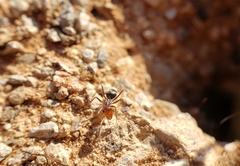 Endiodioctes