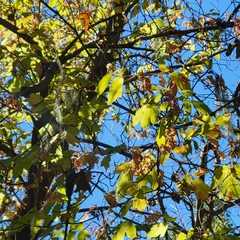 Acer negundo
