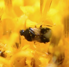 Anthocoridae