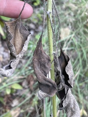 Helianthus petiolaris