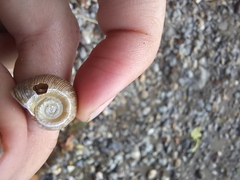 Planorbella trivolvis