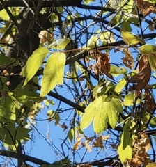 Acer negundo