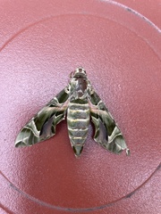Daphnis nerii