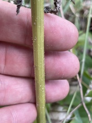 Helianthus petiolaris