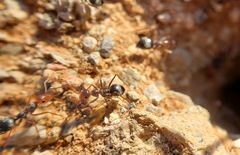 Endiodioctes