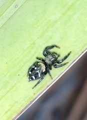 Paraphidippus basalis