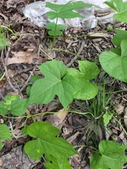 Ipomoea hederacea