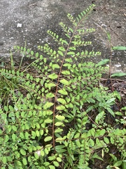 Phyllanthus caroliniensis