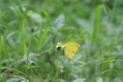 Eurema hecabe