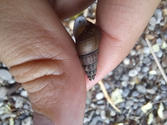 Juga plicifera
