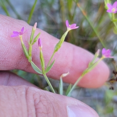 Centaurium pulchellum