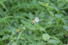 Leptosia nina