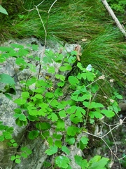 Aquilegia canadensis