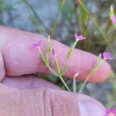 Centaurium pulchellum