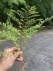 Phyllanthus caroliniensis