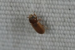 Tropicus pusillus