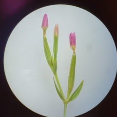 Centaurium pulchellum