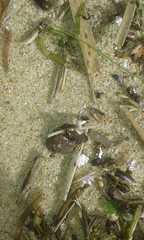 Microtheca ochroloma