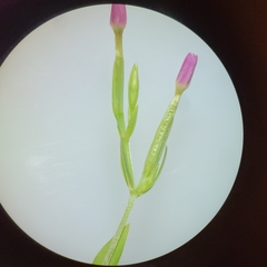 Centaurium pulchellum