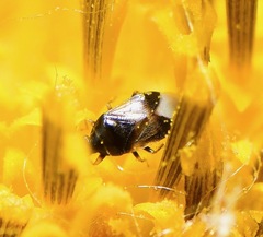 Anthocoridae
